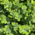 Buxus x Green Mountain 293938